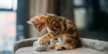 Boehringer Ingelheim Türkiye, 2023’ü kedi yılı ilan etti
