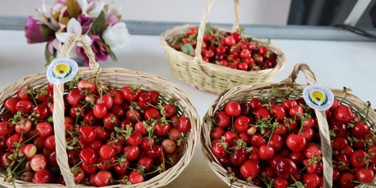 Dünya’nın kirazı Kemalpaşa’dan gidecek