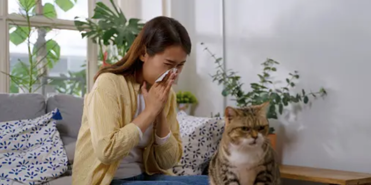 Prof. Dr. Özge Soyer : Akıllı mamalar, kedi alerjilerini ortadan kaldırabilir