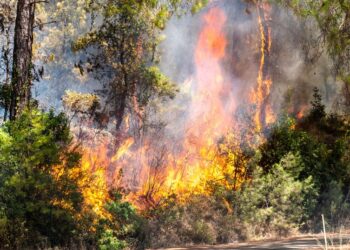 Bir kıvılcım geleceğimizi yakmasın, ormanlarımız hep yaşasın!