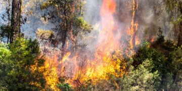 Bir kıvılcım geleceğimizi yakmasın, ormanlarımız hep yaşasın!