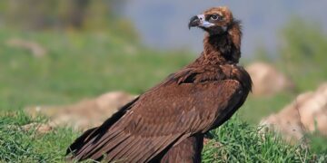 Doğa Derneği : Beypazarı’nda doğa katliamına neden olacak kalker ocağı projesi durduruldu