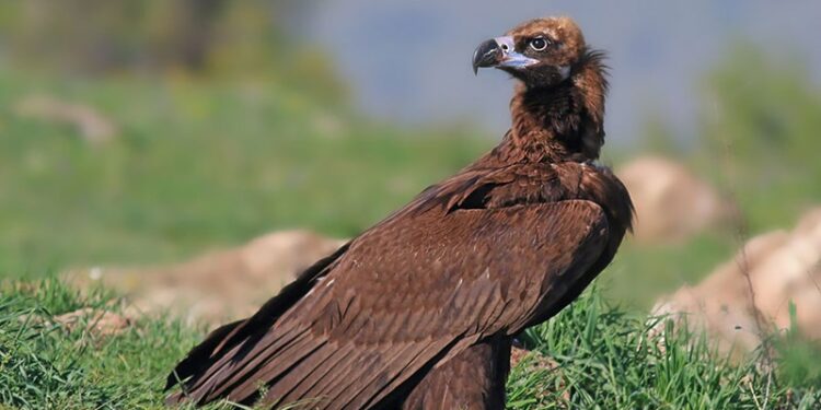 Doğa Derneği : Beypazarı’nda doğa katliamına neden olacak kalker ocağı projesi durduruldu