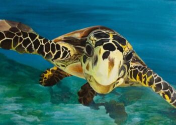 Tuğba Küçükbahar’ın “Deniz Su Kaplumbağaları” Sergisi