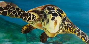 Tuğba Küçükbahar’ın “Deniz Su Kaplumbağaları” Sergisi