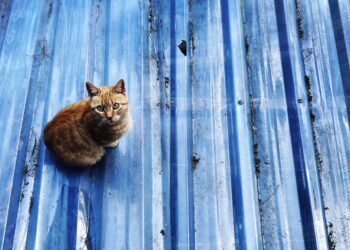 Işıl Güngör’ün “Sokak Halleri”