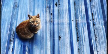 Işıl Güngör’ün “Sokak Halleri”