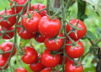 Rusya’ya domates ihracatında kota 500 bin tona çıktı