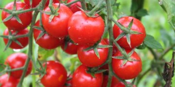 Rusya’ya domates ihracatında kota 500 bin tona çıktı