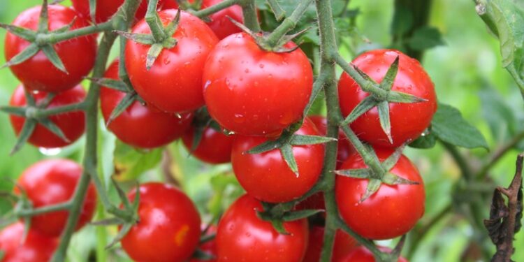 Rusya’ya domates ihracatında kota 500 bin tona çıktı