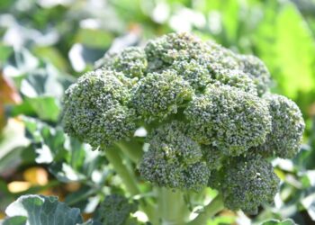 Kadıköy bostanlarında hasat zamanı