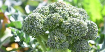 Kadıköy bostanlarında hasat zamanı