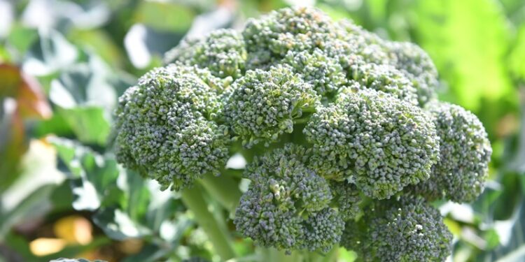 Kadıköy bostanlarında hasat zamanı