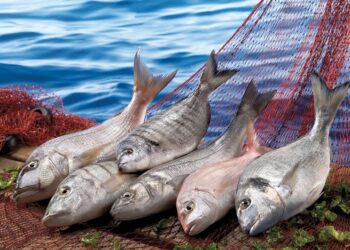 Türkiye’nin 6 aylık su ürünleri ihracatı 829 milyon dolara ulaştı