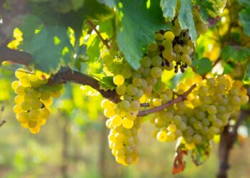 Superior Seedless Çeşidi Sofralık Üzümün ihracat yolculuğu başladı