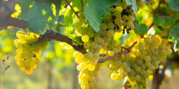 Superior Seedless Çeşidi Sofralık Üzümün ihracat yolculuğu başladı