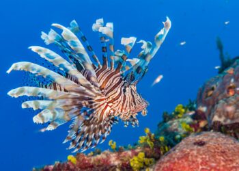 Aslan balığı sorununu mutfakta çözmek