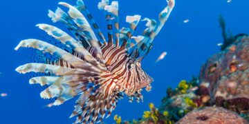 Aslan balığı sorununu mutfakta çözmek