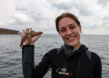 UNDP, Türk denizlerinde yırtıcı denizyıldızı istilasıyla mücadele ediyor