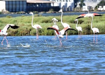 Doğaseverler Flamingo Festivali’nde buluşacak