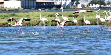 Doğaseverler Flamingo Festivali’nde buluşacak