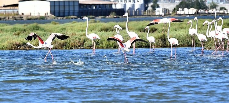 Doğaseverler Flamingo Festivali’nde buluşacak
