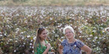 Küresel standartların uygulanması, Güneydoğu Anadolu’daki pamuk çiftçilerine kâr sağlıyor