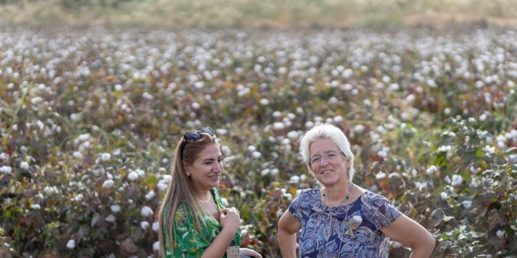 Küresel standartların uygulanması, Güneydoğu Anadolu’daki pamuk çiftçilerine kâr sağlıyor