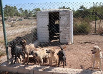 Egeli ihracatçılar korunmaya muhtaç hayvanlara umut oldu