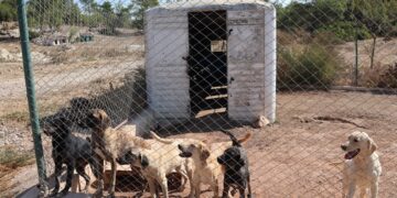 Egeli ihracatçılar korunmaya muhtaç hayvanlara umut oldu
