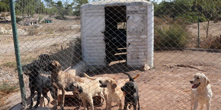 Egeli ihracatçılar korunmaya muhtaç hayvanlara umut oldu