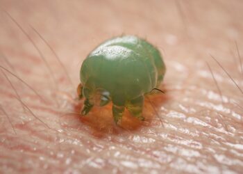 Uyuz Salgını: Sebebi hayvanlar değil, alışveriş!