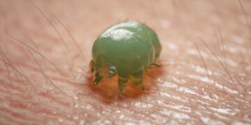 Uyuz Salgını: Sebebi hayvanlar değil, alışveriş!