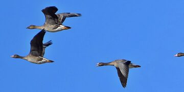 Tundra Kazı 4 yıl Sonra Yeniden Türkiye’de