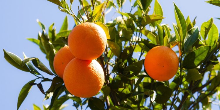 Narenciye sektörü KKTC’de görülen yeşillenme hastalığının Türkiye’ye sıçramaması için topyekûn mücadele istiyor