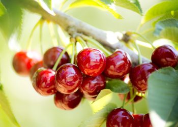 Türkiye, kiraz ihracatında 300 milyon dolar hedefliyor