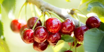 Türkiye, kiraz ihracatında 300 milyon dolar hedefliyor