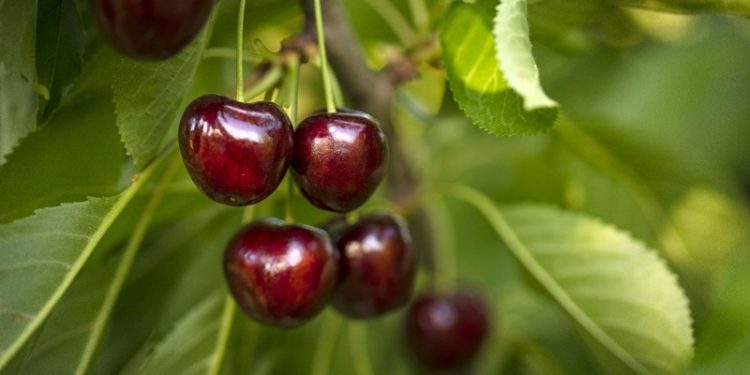 Milyonlarca kiraz ağacı ihracat rekoru kırmak için 1 hafta önceden meyvelerini verdi