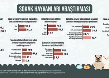 Araştırma: Türk halkının yüzde 40,5’i saldırgan köpeklerin barınaklara toplatılması gerektiğini düşünüyor