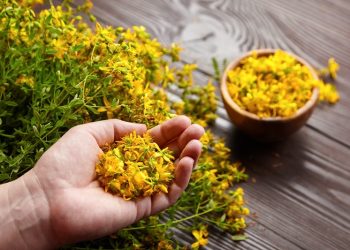 Dünya Bitki Günü’nde evinizde yetiştirmeye uygun beş şifalı bitki