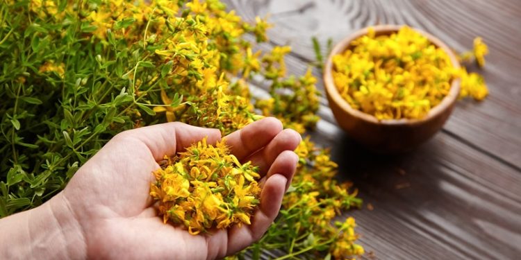 Dünya Bitki Günü’nde evinizde yetiştirmeye uygun beş şifalı bitki