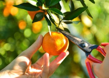 Türk narenciye sektörü, Irak’ı yakınlaştırdı ve yüzde 399’luk ihracat artış rekoru kırdı