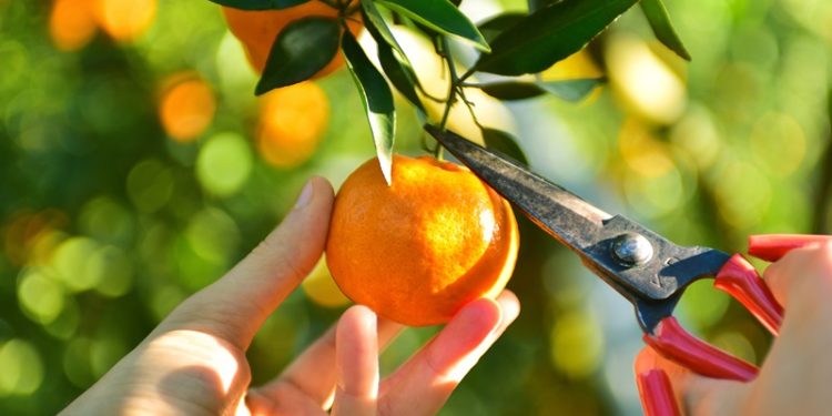 Türk narenciye sektörü, Irak’ı yakınlaştırdı ve yüzde 399’luk ihracat artış rekoru kırdı