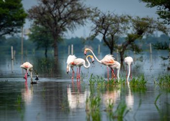 TEMA Vakfı: Biyolojik çeşitliliğin korunması için “Planın Parçası Olun” ve geleceği şekillendirin!