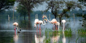 TEMA Vakfı: Biyolojik çeşitliliğin korunması için “Planın Parçası Olun” ve geleceği şekillendirin!