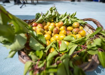 ‘62. Mut Karacaoğlan Kayısı Kültür ve Sanat Festivali’ gerçekleşti