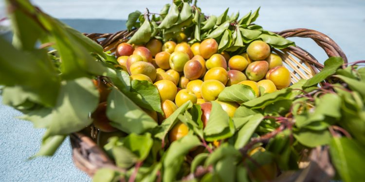 ‘62. Mut Karacaoğlan Kayısı Kültür ve Sanat Festivali’ gerçekleşti