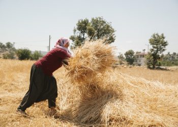 Mersin ata tohumu ile Türkiye’ye rol model oldu