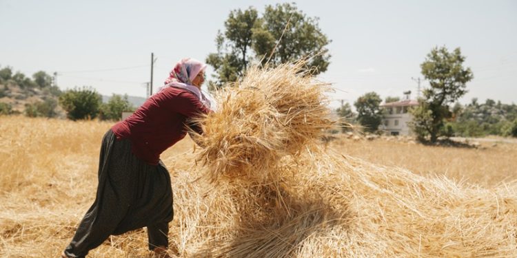 Mersin ata tohumu ile Türkiye’ye rol model oldu