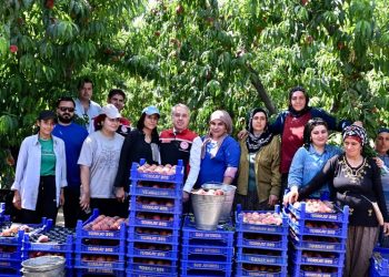 İzmir’den Dünyaya Şeftali